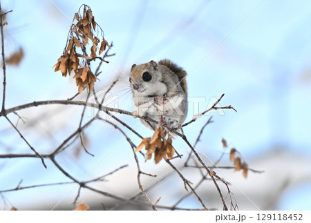 北海道の公園で晴れた日中に枝に座って楓の種を食べるエゾモモンガ 北海道の公園で晴れた日中に枝に座って楓の種を食べるエゾモモンガ 129118452