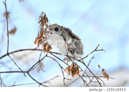北海道の公園で晴れた日中に枝に座って楓の種を食べるエゾモモンガ 北海道の公園で晴れた日中に枝に座って楓の種を食べるエゾモモンガ 129118453