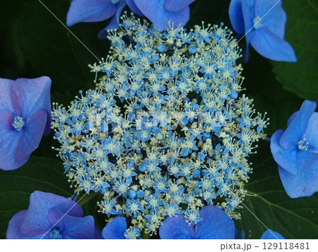 青の一輪の額紫陽花 (クローズアップ) 129118481