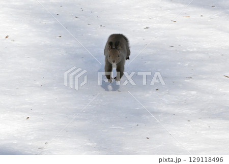 北海道の冬の公園で雪の上をカメラに向かって走ってくるエゾリス 北海道の冬の公園で雪の上をカメラに向かって走ってくるエゾリス 129118496