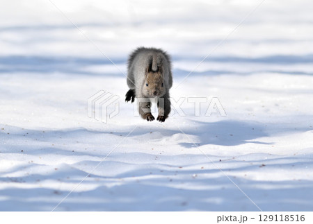 北海道の冬の公園で雪の上をカメラに向かって走ってくるエゾリス 北海道の冬の公園で雪の上をカメラに向かって走ってくるエゾリス 129118516
