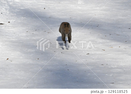 北海道の冬の公園で雪の上をカメラに向かって走ってくるエゾリス 129118525