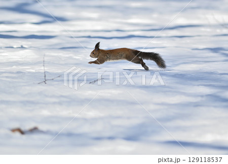 北海道の冬の公園で雪の上を横切って走るエゾリス 129118537