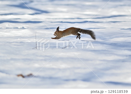 北海道の冬の公園で雪の上を横切って走るエゾリス 129118539