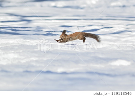 北海道の冬の公園で雪の上を横切って走るエゾリス 129118546