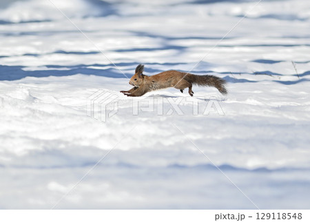 北海道の冬の公園で雪の上を横切って走るエゾリス 北海道の冬の公園で雪の上を横切って走るエゾリス 129118548