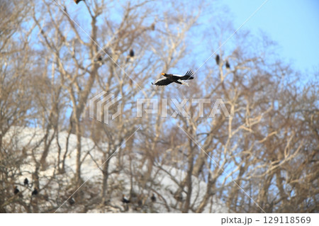 北海道羅臼町のワシのなる木の前を飛ぶオオワシ 129118569