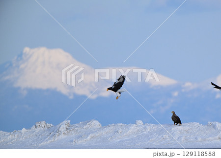 北海道羅臼町で雪の上を飛ぶオオワシと国後島の雪山 北海道羅臼町で雪の上を飛ぶオオワシと国後島の雪山 129118588