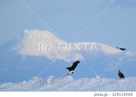 北海道羅臼町で雪の上を飛ぶオオワシと国後島の雪山 129118589