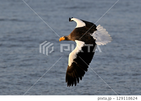 北海道羅臼町で早朝に飛ぶオオワシ 北海道羅臼町で早朝に飛ぶオオワシ 129118624