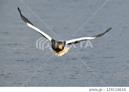 北海道羅臼町で早朝に飛ぶオオワシ 129118638