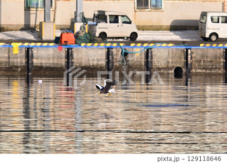 北海道羅臼港の海面で魚を捕るオオワシ 129118646