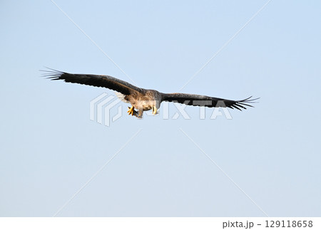 北海道羅臼町沖で獲った魚を食べるオジロワシ 129118658