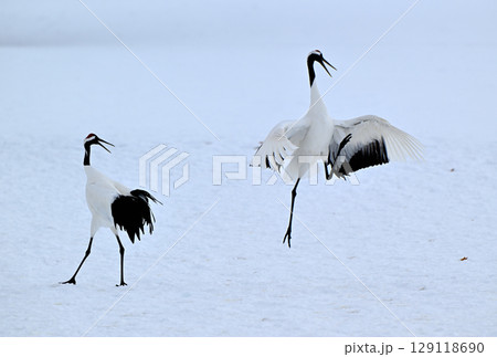 北海道鶴居村で求愛のダンスをするつがいのタンチョウ 129118690