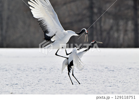 北海道鶴居村で交尾をしようとするつがいのタンチョウ 129118751