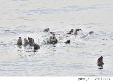 北海道羅臼町の沿岸を泳ぐトド 129118785