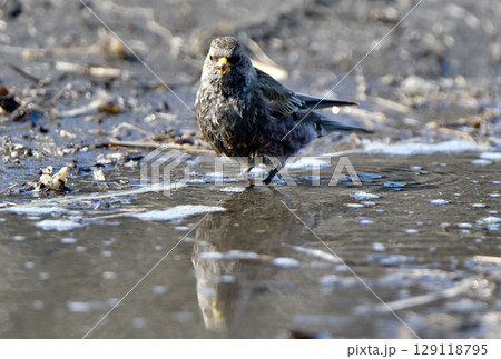 北海道根室海峡の浜辺で雪解け水を飲むハギマシコの群れ 129118795