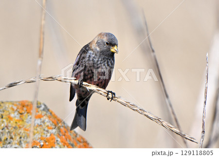 北海道根室海峡の浜辺の枯れ草にとまるハギマシコ 北海道根室海峡の浜辺の枯れ草にとまるハギマシコ 129118805