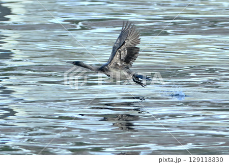 北海道羅臼港の海面を飛ぶヒメウ 北海道羅臼港の海面を飛ぶヒメウ 129118830