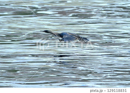 北海道羅臼港の海面を飛ぶヒメウ 北海道羅臼港の海面を飛ぶヒメウ 129118831