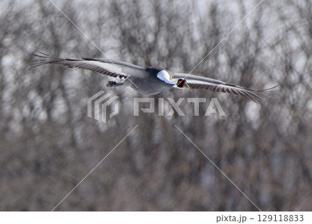 北海道鶴居村の給餌場に飛来するマナヅル 129118833