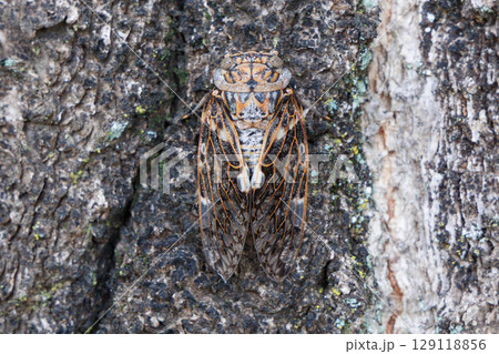 木に止まるニイニイゼミ 木に止まるニイニイゼミ 129118856