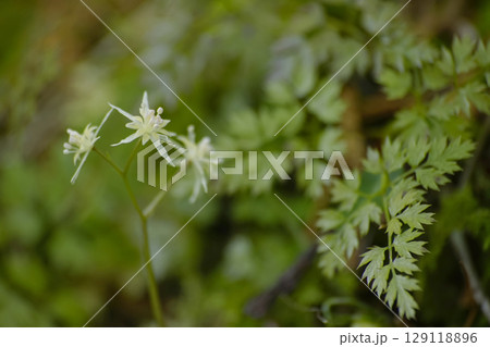 コセリバオウレン 129118896