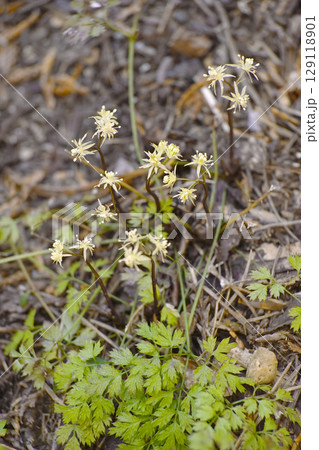 コセリバオウレン 129118901