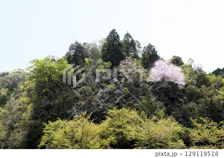 里山の斜面に咲く山桜 129119518