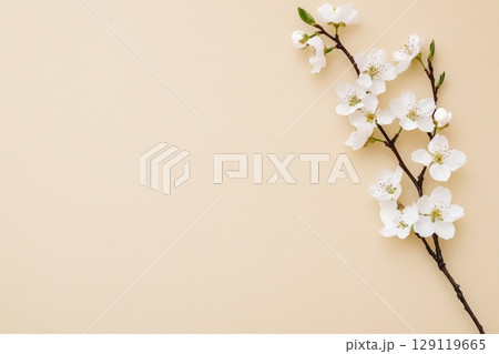 Apple flowers on beige paper background. Pastel colors. Flat lay, top view. Spring flowers branches, twigs. Floral pattern. Creative trend composition. Layout with blooming fruit tree. Greeting Card. Apple flowers on beige paper background. Pastel colors. Flat lay, top view. Spring flowers branches, twigs. Floral pattern. Creative trend composition. Layout with blooming fruit tree. Greeting Card. 129119665