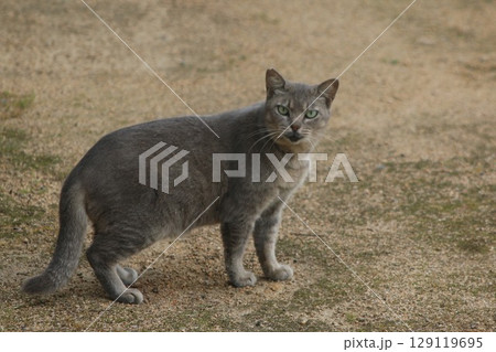 瀬戸内の島の猫 瀬戸内の島の猫 129119695