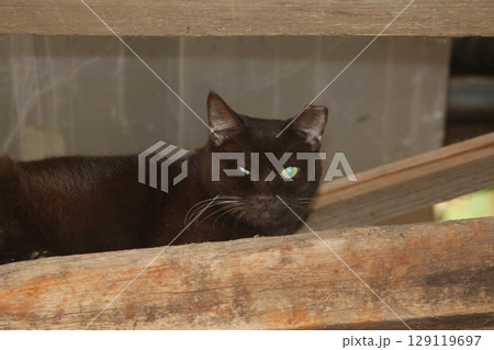 瀬戸内の島の猫 瀬戸内の島の猫 129119697