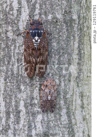 木に止まるアブラゼミとニイニイゼミ 129119761