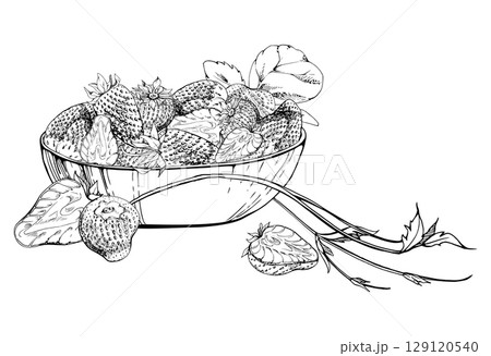 Strawberry berries full and cut in half served in glass bowl with leaves tendrils, ripe picked garden pineberry strasberry harvest. Isolated hand drawn vector ink illustration. Menu, grocery preserves Strawberry berries full and cut in half served in glass bowl with leaves tendrils, ripe picked garden pineberry strasberry harvest. Isolated hand drawn vector ink illustration. Menu, grocery preserves 129120540