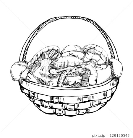 Basket full of picked mushrooms, autumn forest harvest of bolete russula webcap milk-cap fungi, vegan cooking edible raw ingredient. Illustration hand drawn in vector ink. Seasonal menu recipe cards 129120545