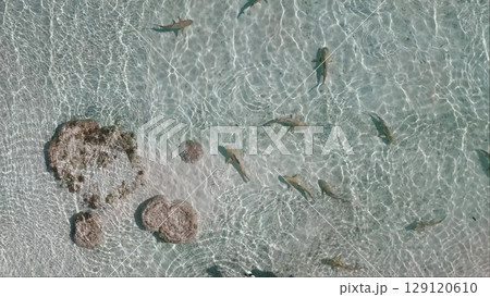 Aerial view capturing blacktip reef sharks gracefully swimming in shallow, crystal-clear waters near a vibrant coral reef in the stunning landscapes of French Polynesia 129120610