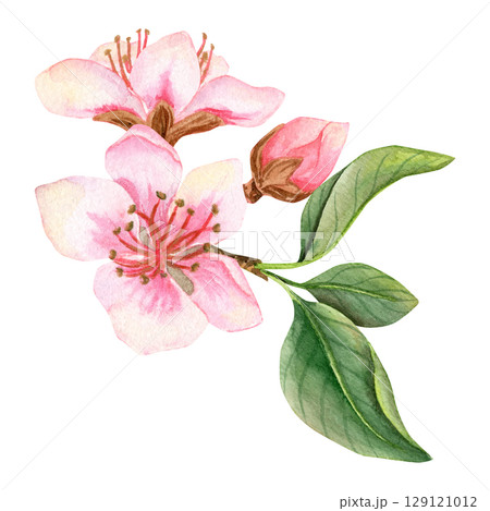 Watercolor hand drawn composition with two peachy pink flowers and bud on a green branch with leaves 129121012