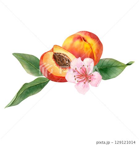 Watercolor hand drawn composition with a ripe peach, half peach with pit, branch with leaves and peach flowers. 129121014