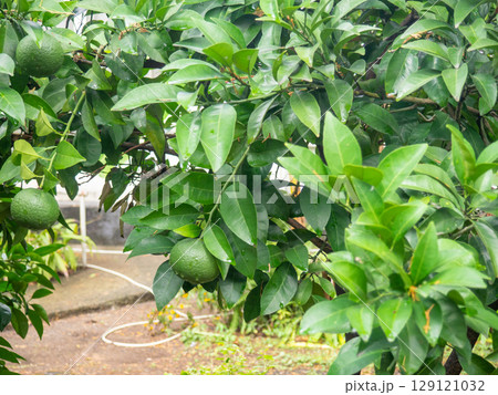 Bushes with green tangerines. Unripe tangerines on the tree. Green fruit on a branch. Citrus fruits in October. Vitamins concept. Fruit ripening. 129121032