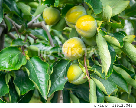 Unripe persimmon on a branch. Greenish fruits on a tree. Ripening persimmons. Unripe fruit concept. Slightly red. 129121043