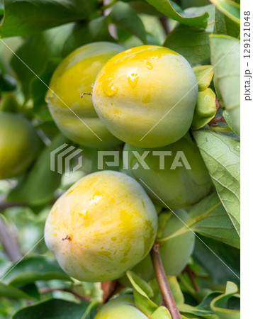 Unripe persimmon on a branch. Greenish fruits on a tree. Ripening persimmons. Unripe fruit concept. Slightly red. Unripe persimmon on a branch. Greenish fruits on a tree. Ripening persimmons. Unripe fruit concept. Slightly red. 129121048