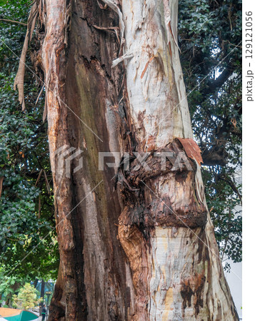 Split trunk of a large tree. Splintered wood. Powerful trunk. A huge living ugly tree. 129121056
