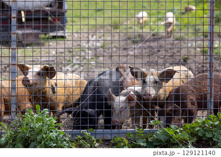 Pigs stand in a pasture behind a fence in Majorca, Mallorca, Balearic Islands, Spain, Europe 129121140