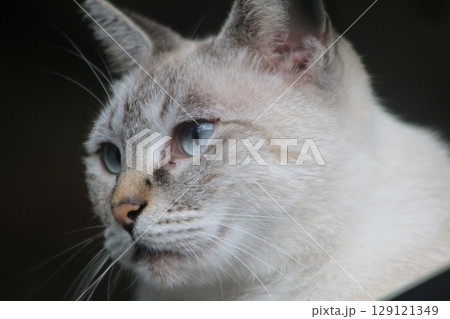 瀬戸内の島の猫 129121349