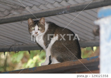 瀬戸内の島の猫 瀬戸内の島の猫 129121358
