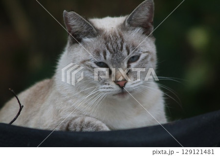 瀬戸内の島の猫 129121481