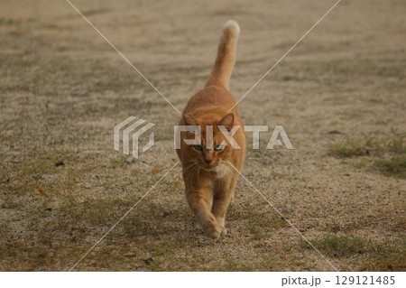 瀬戸内の島の猫 瀬戸内の島の猫 129121485