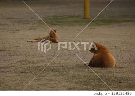 瀬戸内の島の猫 瀬戸内の島の猫 129121489