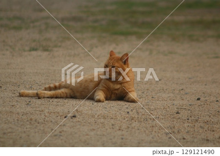 瀬戸内の島の猫 瀬戸内の島の猫 129121490