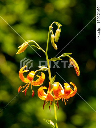 野に咲く美しい花 129121604